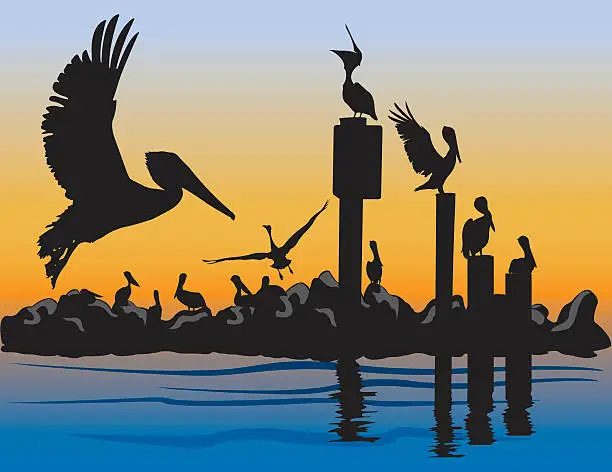 Vector illustration of Brown Pelicans at Sunset