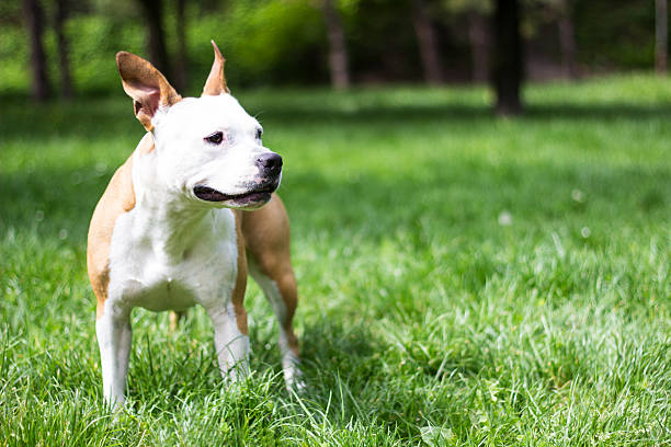 istock American Staffordshire terrier 497852225
