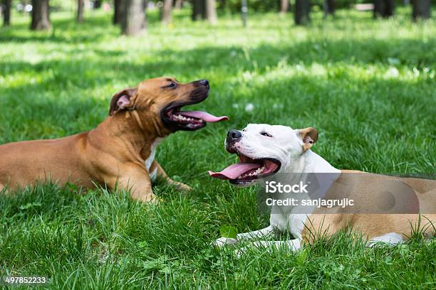 Two Tired Dogs Stock Photo - Download Image Now - American Staffordshire Terrier, Animal, Animal Mouth