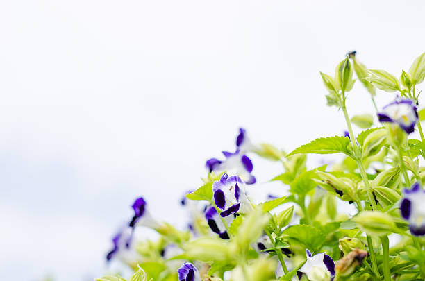 Torenia or Wishbone flowers in the garden or nature park