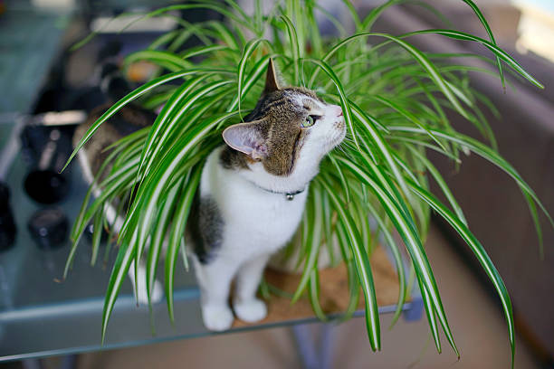 cat cat playing in spider plant spider plant photos stock pictures, royalty-free photos & images