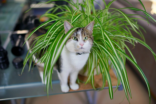cat playing in spider plant
