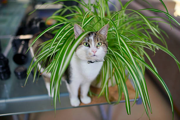 cat cat playing in spider plant spider plant stock pictures, royalty-free photos & images