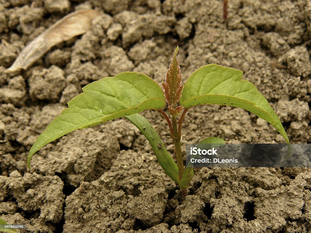 小型包まれた芽が表す希望の ash -leaved メープル - 発芽のロイヤリティフリーストックフォト