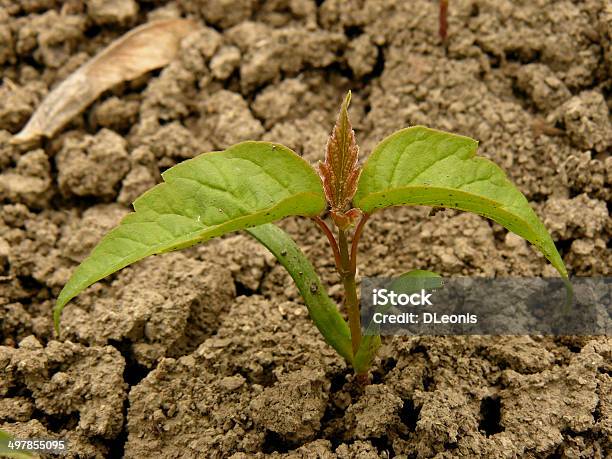 小型包まれた芽が表す希望の Ash Leaved メープル - 発芽のストックフォトや画像を多数ご用意 - 発芽, 翼果, ガーデニング