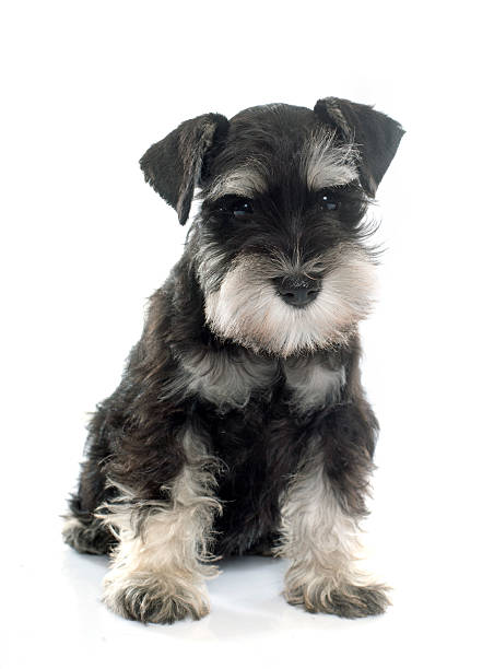 istock puppy miniature schnauzer 497855386