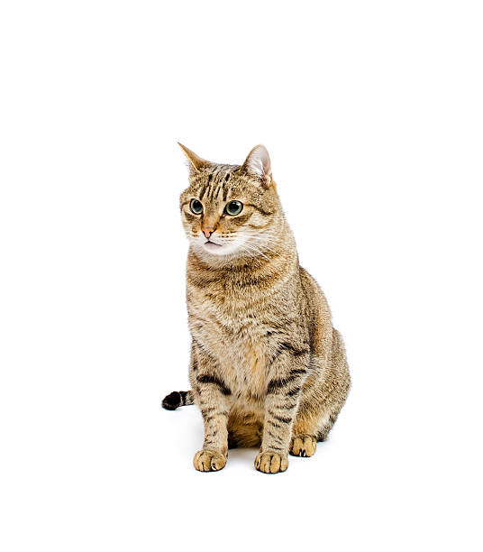 istock Cat sits and looking to the side 497855736