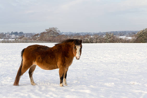 istock Fur coat needed in snowy scene 497857156