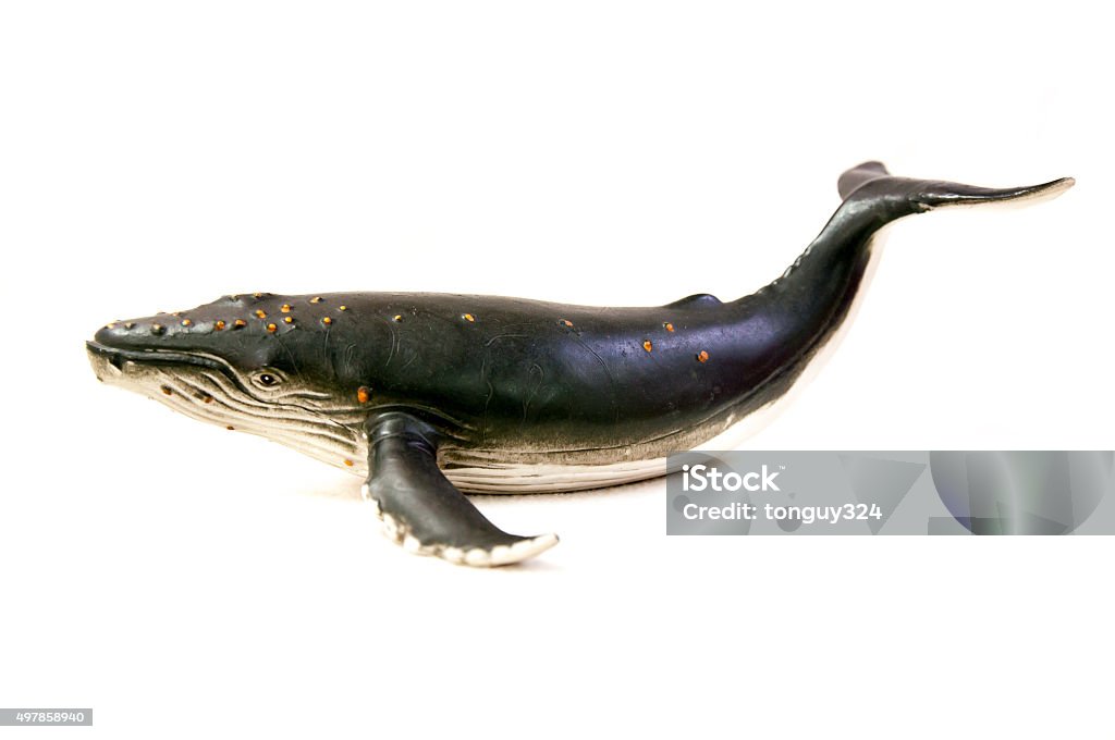 Baleine à bosse modèle - Photo de Baleine libre de droits