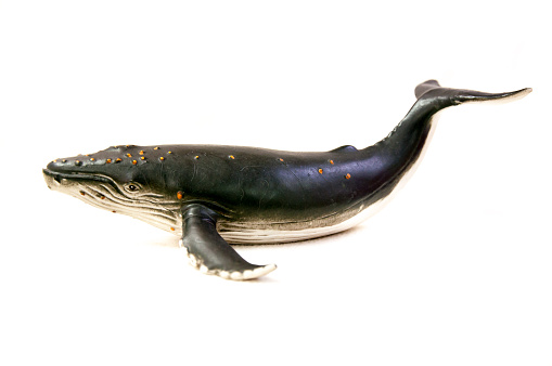 Humpback whale model is a toy and souvenir