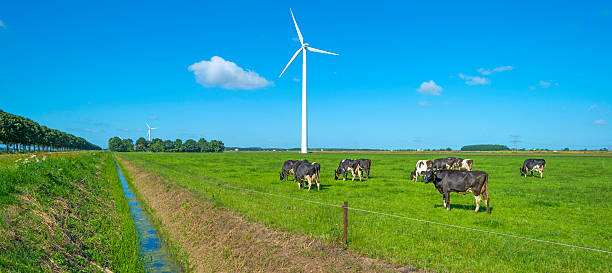 istock Herd of cows grazing in a meadow in summer 497859078