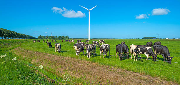 istock Herd of cows grazing in a meadow in summer 497859378
