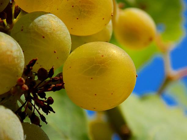 Grapes