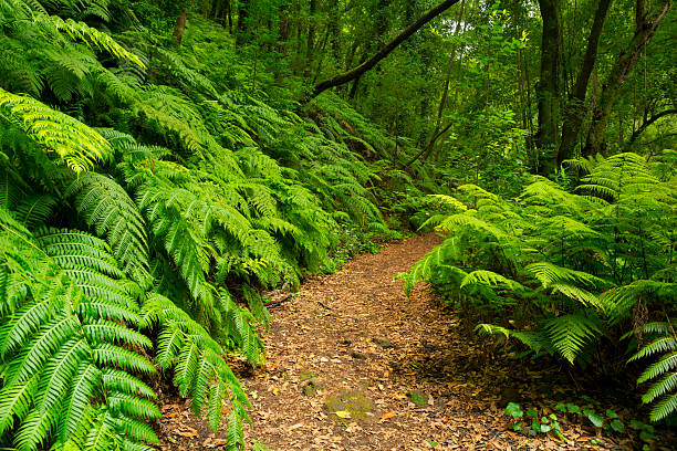 A path through the lush Los Tilos forest on La Palma, Canary Islands, Spain.