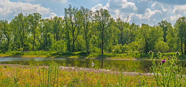 istock The shore of a sunny lake in spring 497861368