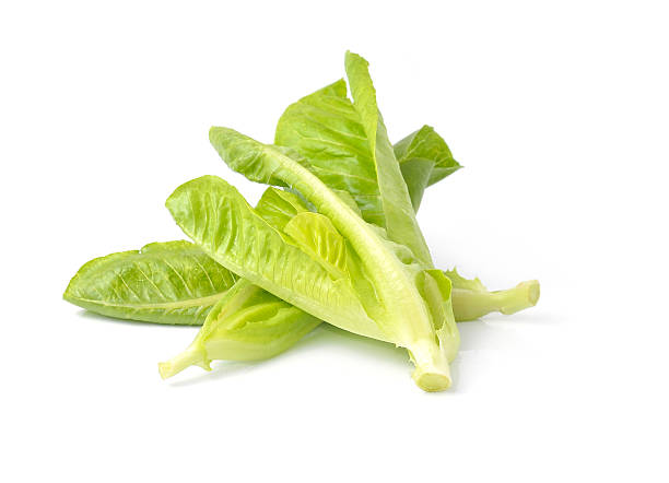 istock Organic lettuce  isolated on a white background 497862192