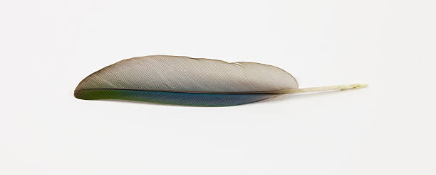 istock Feather bird with blue, green and gray color 497862642