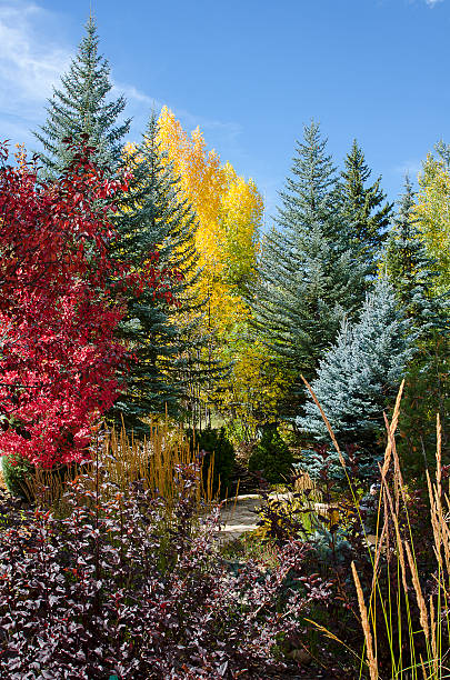 álamo de arce, y colorado picea azul en las montañas rocosas - spruce tree colorado blue blue spruce fotografías e imágenes de stock