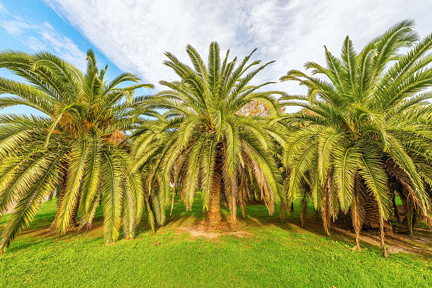 istock Palm trees in the city park. 497865530