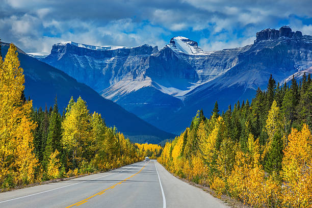 istock Bright aspen and birch beside the highway 497865902