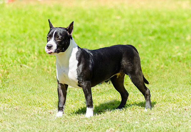 istock American Staffordshire Terrier 497867702