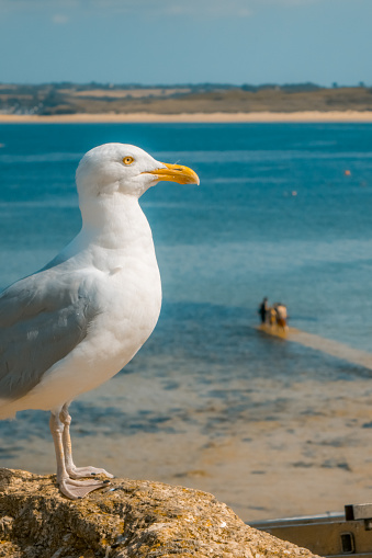 Western gull, Larus occidentalis. Point Lobos State Park, California