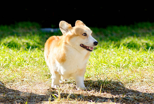 istock Welsh Corgi Pembroke 497869692
