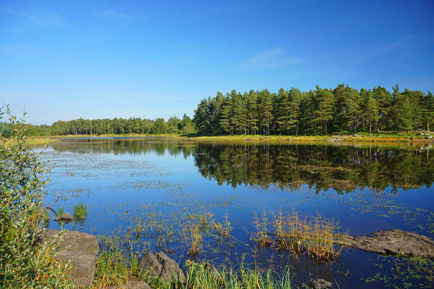 istock Landscape lake reflection of trees and forest 497869746