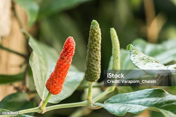 Long Pepper Stock Photo - Download Image Now - 2015, Agriculture, Chili Pepper
