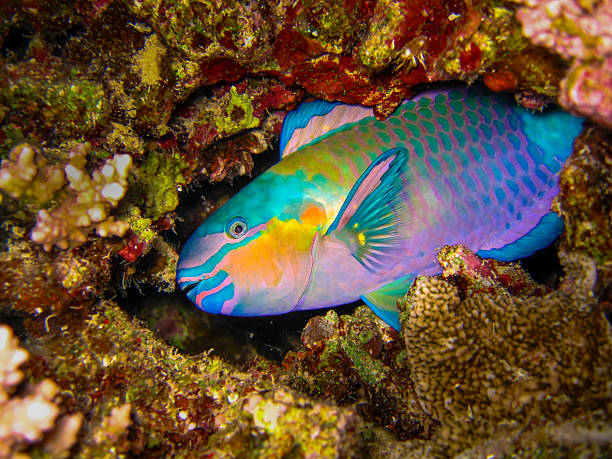 Parrotfish Close up shot of a parrot in front of the camera parrot fish stock pictures, royalty-free photos & images