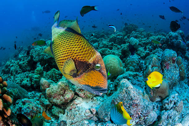 Titan triggerfish detail titan triggerfish  funder the waters of the Indian Ocean indian triggerfish or melichthys indicus stock pictures, royalty-free photos & images