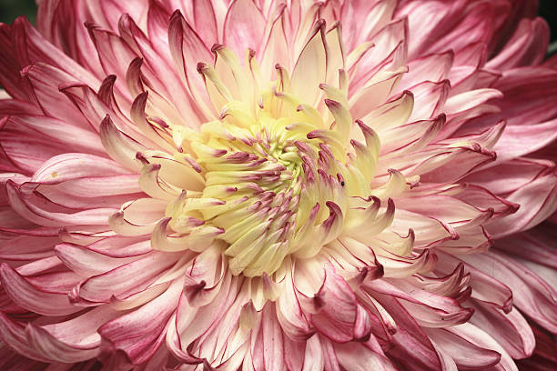 istock Chrysanthemum flower,closeup 497870738