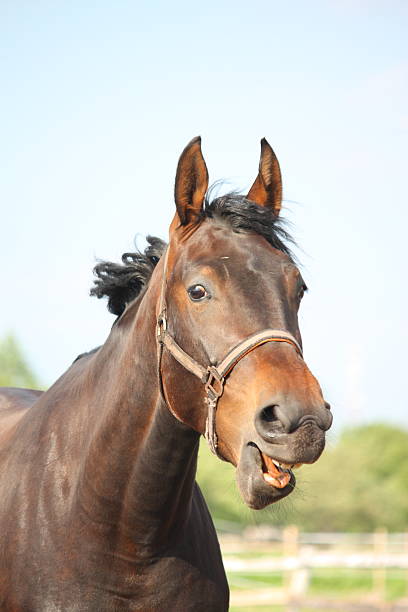 istock Funny horse portrait 497889833