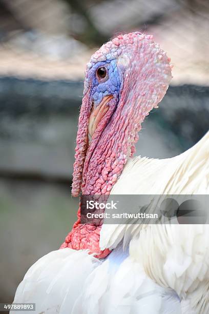 Close Up Of Alive Turkey Stock Photo - Download Image Now - Turkey - Bird, Turkey  Meat, Türkiye - Country - iStock