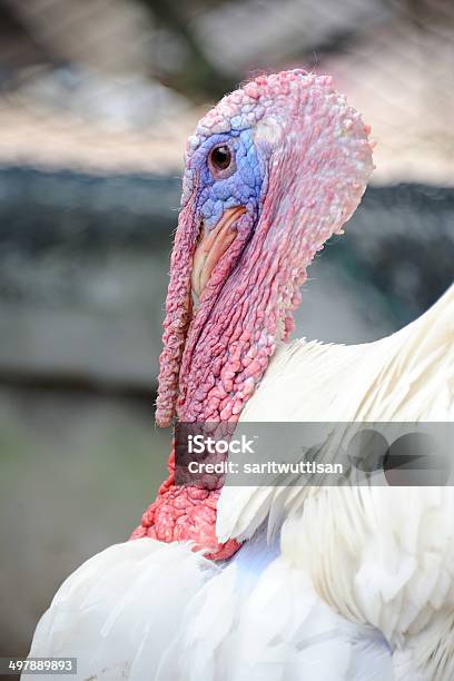 Close Up Of Alive Turkey Stock Photo - Download Image Now - Turkey - Bird, Turkey Meat, Türkiye - Country - iStock Close Up Of Alive Turkey Stock Photo - Download Image Now - Turkey - Bird, Turkey Meat, Türkiye - Country - iStock