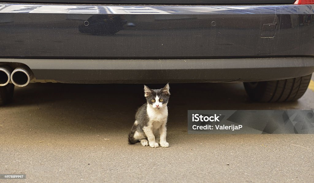 Little mascota junto al amplio estacionamiento - Foto de stock de Aire libre libre de derechos