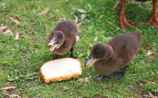 Two ducklings were feasting on a slice of bread.