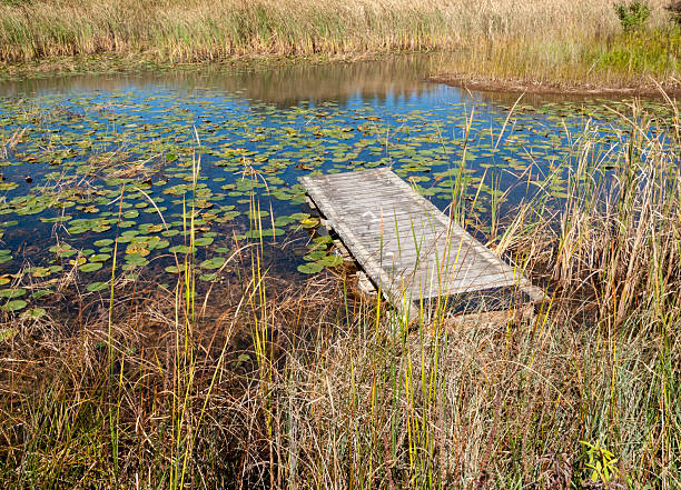 istock Water lily plants floating in pond 497891337