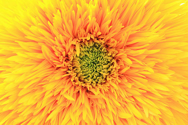 istock Chrysanthemum flower,closeup 497891728