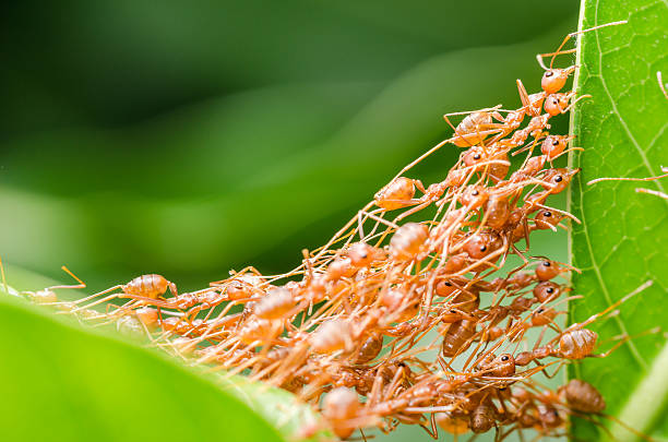 istock Red ants build home 497892267
