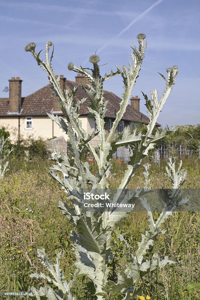 Scotch thistle grows sky high Scotch (or Scottish) thistle (Onopordum acanthium) is also known as cotton thistle. The photograph shows how it looks in its second year, which is when it grows to measure about 7 feet (over 2 metres) in height.  Scotch thistle is a biennial. At first a spiny rosette shows itself while a deep tap root is developing under the soil. In the second year, the large central stem grows and classic and impressive purple thistle flowers grow from June to July. It has been suggested that gardeners might plant this thistle deliberately just for this impressive display, together with its overall attractive pale grey-green colour. The ground in which this thistle flourishes was cleared of brambles just a year ago, with a view to turning the land into allotments for local gardeners. In the meantime, living seeds have developed, and now the area grows foxgloves, opium poppies, scarlet pimpernel, red dead-nettle, Rumex, purple vetch, stinging nettles and groundsel, to name but a few, in addition to the Scotch thistle. Biennial Stock Photo