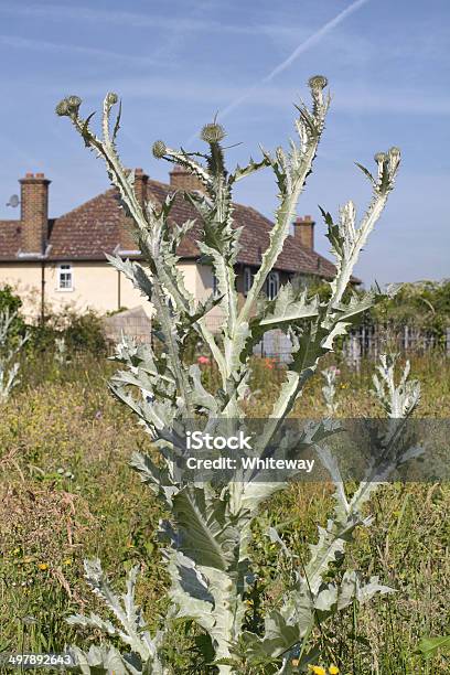 Scotch Thistle Grows Sky High Stock Photo - Download Image Now - Biennial, Color Image, Environment