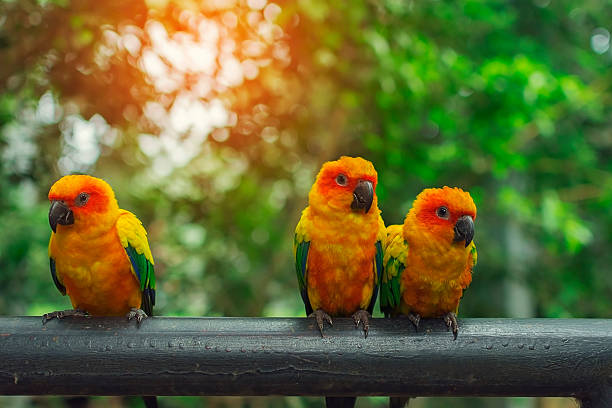 istock Colourful parrot bird sitting on the perch ,vintage filter 497892742