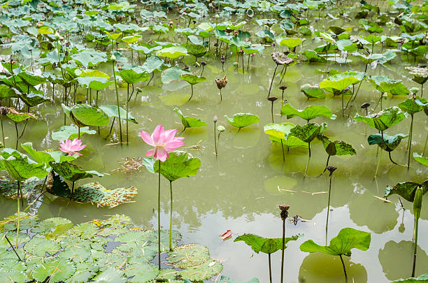 istock Lotus or Water lily flower 497893147