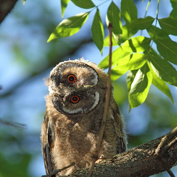 asio otus juvenile dans tree - red owl screech owl animal photos et images de collection
