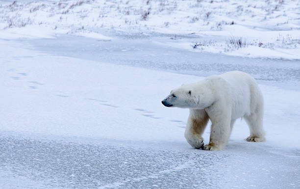 ネコ��のアイス - arctic canada landscape manitoba ストックフォトと画像