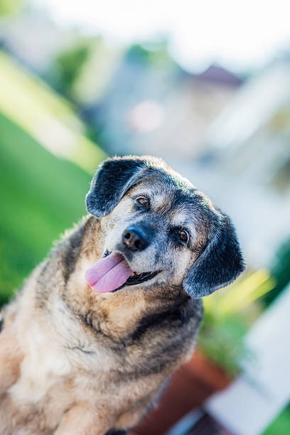 istock Adorable Dog Sitting in Sunshine After Bath 497893743