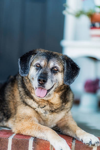 istock Adorable Dog Sitting in Sunshine After Bath 497893747