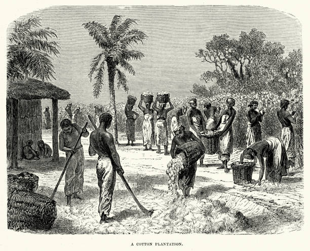 Cotton Plantation Slaves working on a Cotton Plantation, 19th Century slave plantation stock illustrations