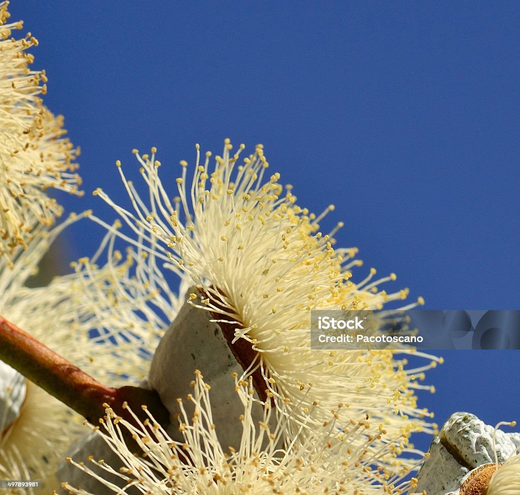 Eucalyptus flower in all its splendor on blue sky background Eucalyptus flower Abundance Stock Photo